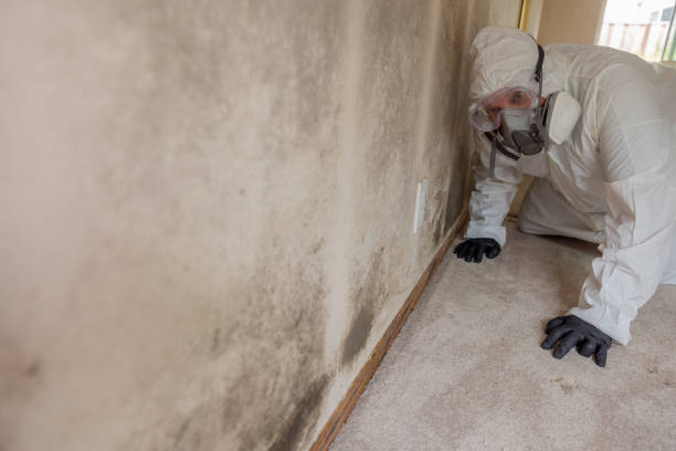 Professional Mold Removal & Remediation in Pearl River, LA